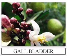 Gall Bladder Flush