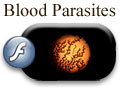 Flash Presentation on Blood Parasites